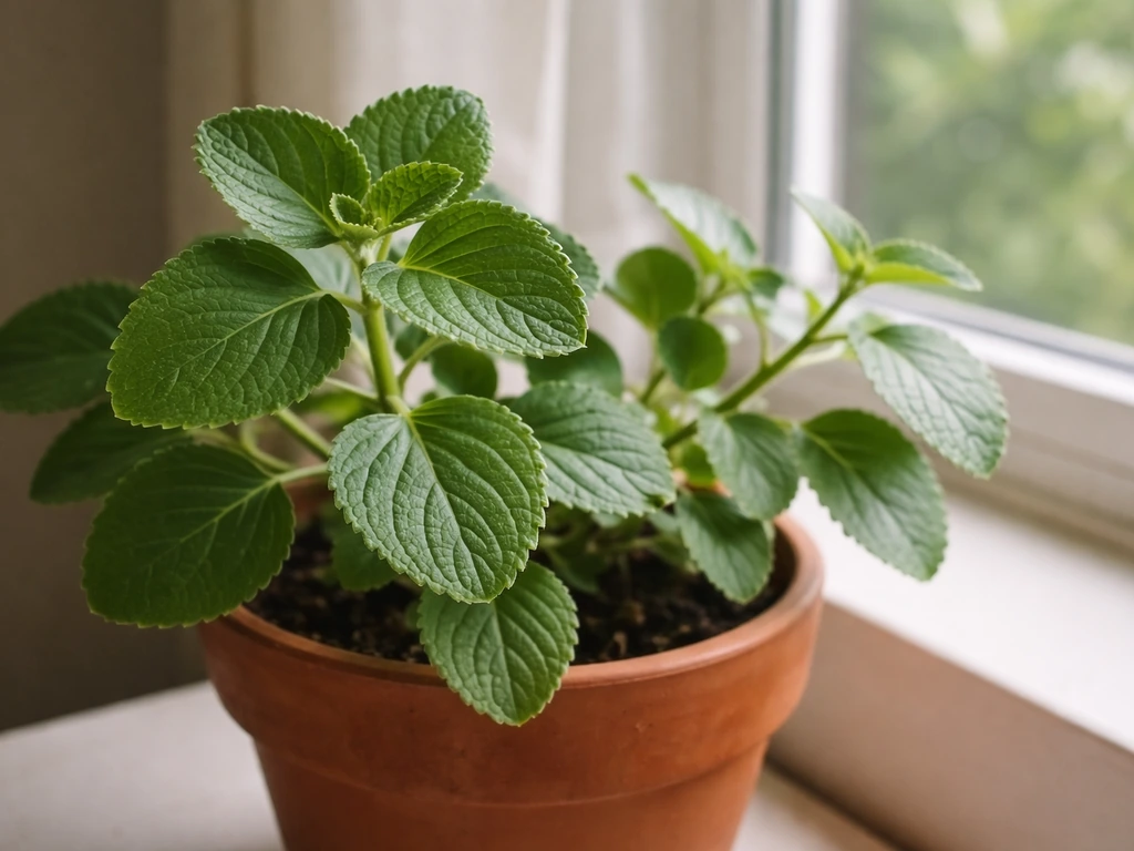Panikoorka plant in a clay pot on a windowsill, showing its distinctive oval, fuzzy leaves and growth habit.