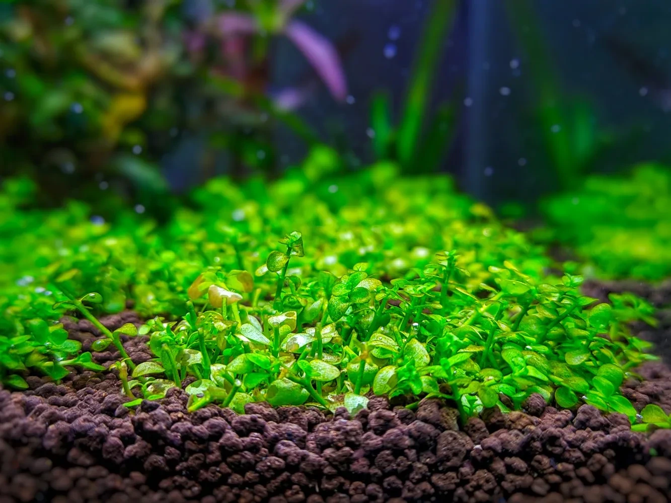 How to Grow Monte Carlo in an Aquarium: Step-by-Step