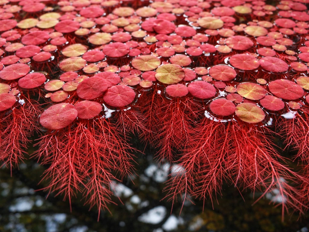 How to Grow Red Root Floaters: Setup, Care, and Troubleshooting