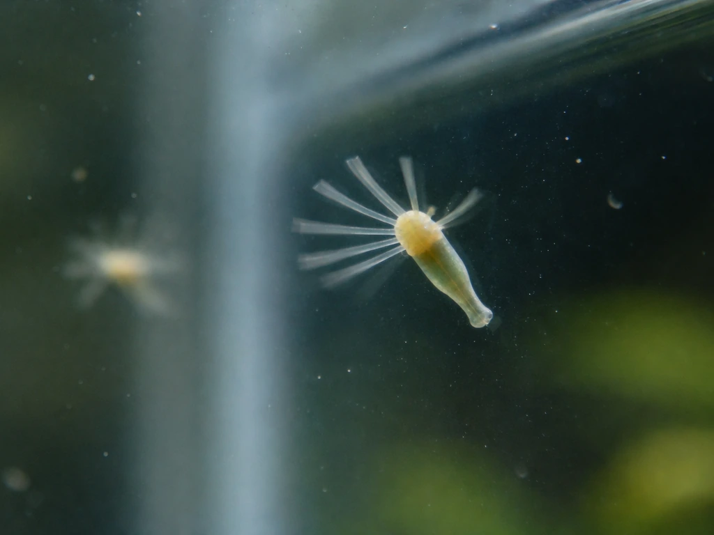 Close-up view of a hydra-like freshwater organism on aquarium glass retracting tentacles