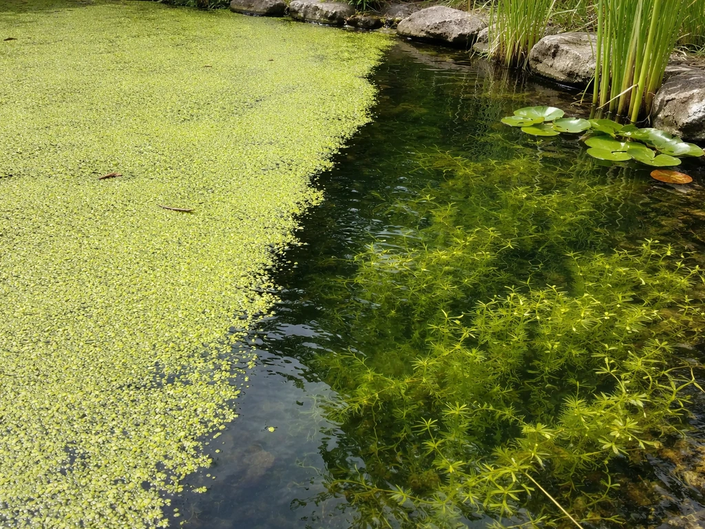 Backyard pond with green algae bloom beside clearer water where aquatic plants are established.